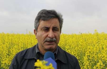 کشت نشا...